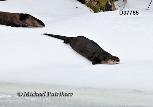 North American River Otter (Lontra canadensis)